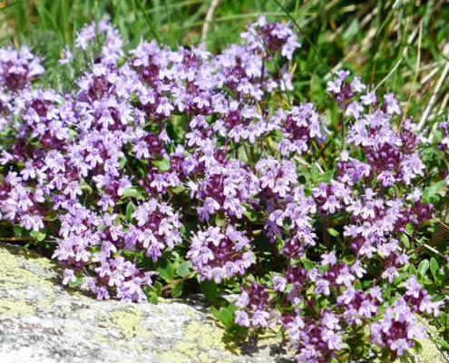 Thymian: Die Heilkraft eines Küchenklassikers