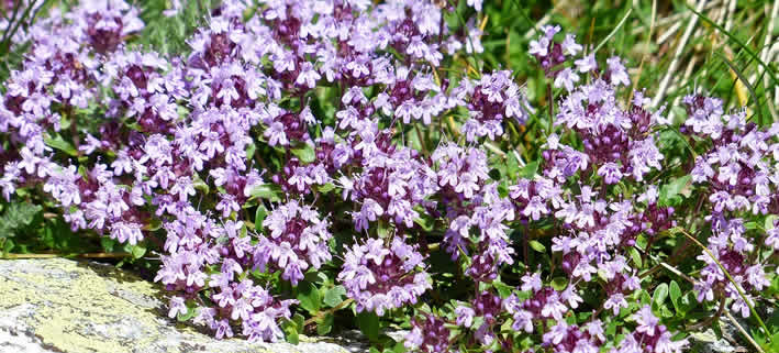 Thymian: Die Heilkraft eines Küchenklassikers