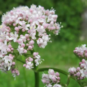 Echter Baldrian: Eine Naturapotheke im Garten