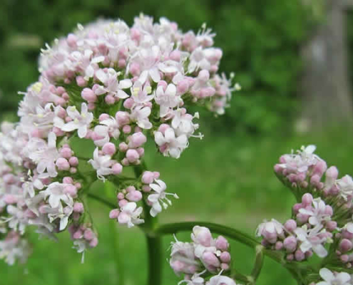 Echter Baldrian: Eine Naturapotheke im Garten