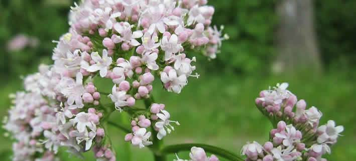 Echter Baldrian: Eine Naturapotheke im Garten