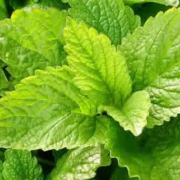 Zitronenmelisse: Heilend für Körper und Seele