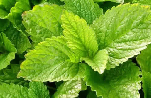 Zitronenmelisse: Heilend für Körper und Seele