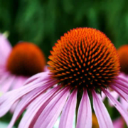 Echinacea Purpurea: Wunderpflanze der Naturheilkunde
