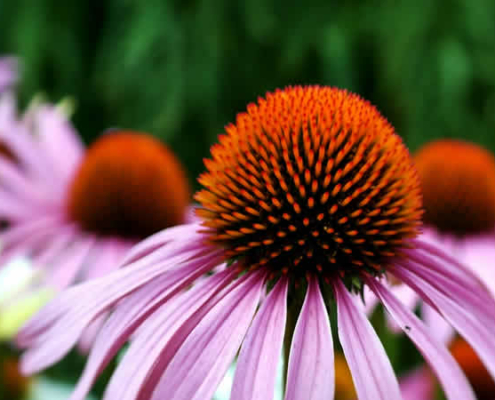Echinacea Purpurea: Wunderpflanze der Naturheilkunde