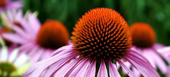 Echinacea Purpurea: Wunderpflanze der Naturheilkunde
