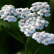 Die Schafgarbe: Ein Leitfaden zu einer vielseitigen Heilpflanze
