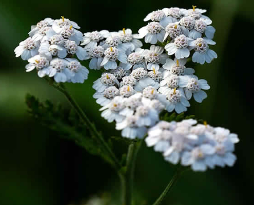 Die Schafgarbe: Ein Leitfaden zu einer vielseitigen Heilpflanze