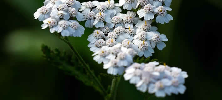 Die Schafgarbe: Ein Leitfaden zu einer vielseitigen Heilpflanze