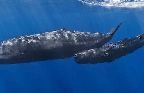 Pottwale: Meister der Ozeane – Lebensraum, Sprache und Schutz dieser faszinierenden Meeressäuger