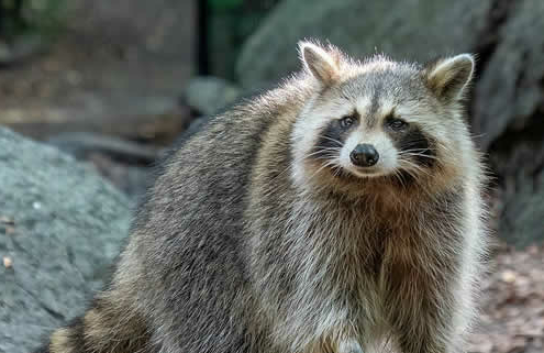 Waschbären in Deutschland: Niedliche Eindringlinge mit ernsten Folgen für die heimische Fauna