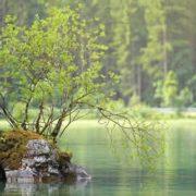 Sauerstoffverlust in Gewässern: Eine globale Bedrohung