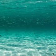 Überraschende Entdeckung: Tiefseeknollen als Sauerstoffquelle