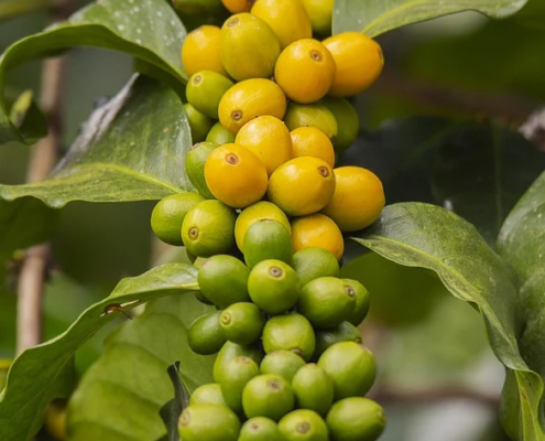 Peruanische Kaffeestudie: Warum Bio-Kaffee ein Gewinn für die Umwelt ist