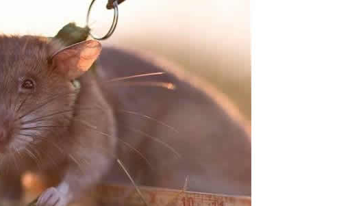 Rekord-Ratte Ronin: Kleine Spürnase rettet Menschenleben