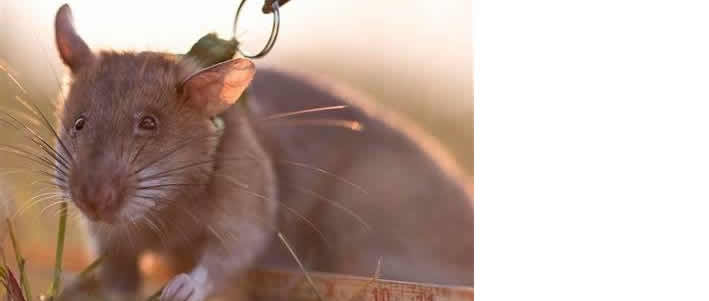 Weltrekord-Ratte Ronin