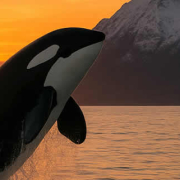 Die besten Orte zur Orca- und Walbeobachtung weltweit