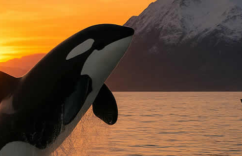 Die besten Orte zur Orca- und Walbeobachtung weltweit