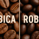 Arabica vs. Robusta: Der große Unterschied zwischen den beliebtesten Kaffeebohnen