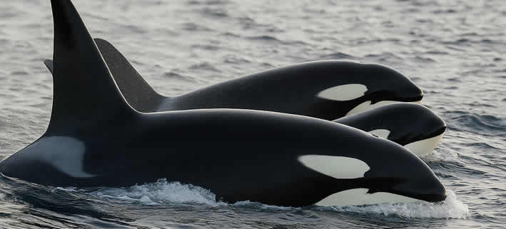Orcas Gruppe