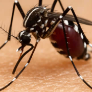 Chikungunya-Virus breitet sich in Europa aus – Experten warnen vor lokalen Ausbrüchen