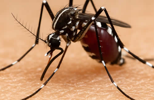 Chikungunya-Virus breitet sich in Europa aus – Experten warnen vor lokalen Ausbrüchen