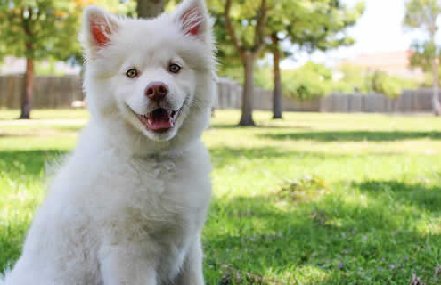 Wie Sie unerwartete Tierarztkosten abdecken können