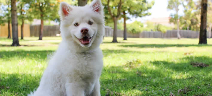 Wie Sie unerwartete Tierarztkosten abdecken können