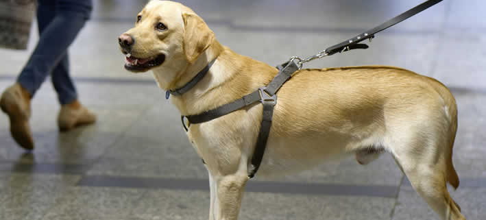 Hunde als Nebenjob ausführen