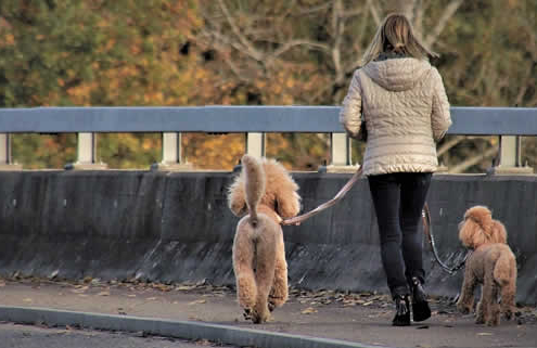Hundesitting: Wie du mit Hunden Geld verdienst – fair, flexibel und lokal