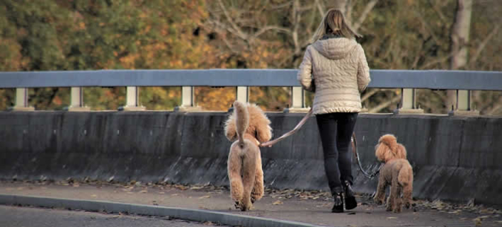 Hundesitting: Wie du mit Hunden Geld verdienst – fair, flexibel und lokal
