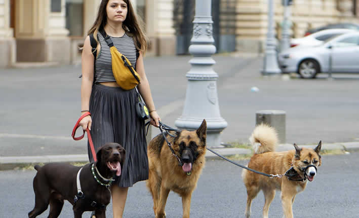 Hunde ausführen mit Hundesitter-finden.ch